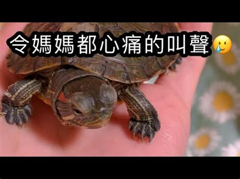 烏龜會笑嗎？|【烏龜真的會笑嗎】驚！烏龜真的會笑？不可置信的畫。